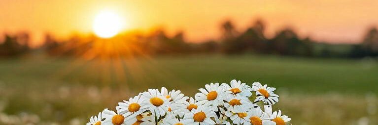 😽LABAJH•.•BB97💖 banner