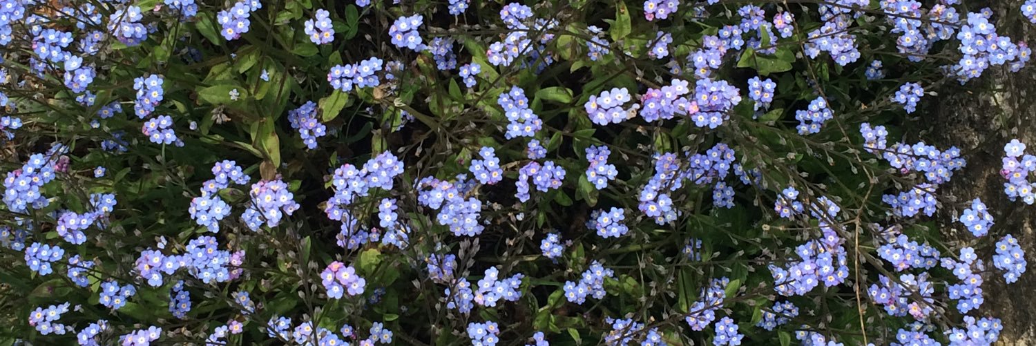 AliceWarren6's profile banner image