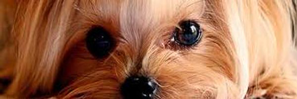 ttsnoopy Profile Banner