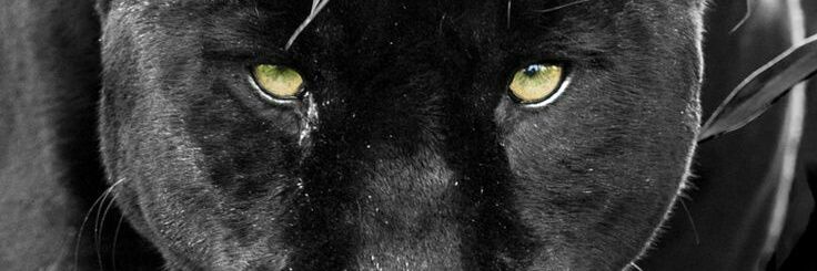 kurTrejsi's profile banner image