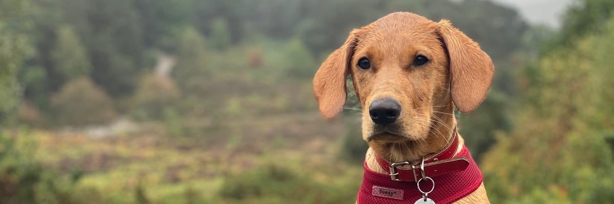 FranciNicolle's profile banner image