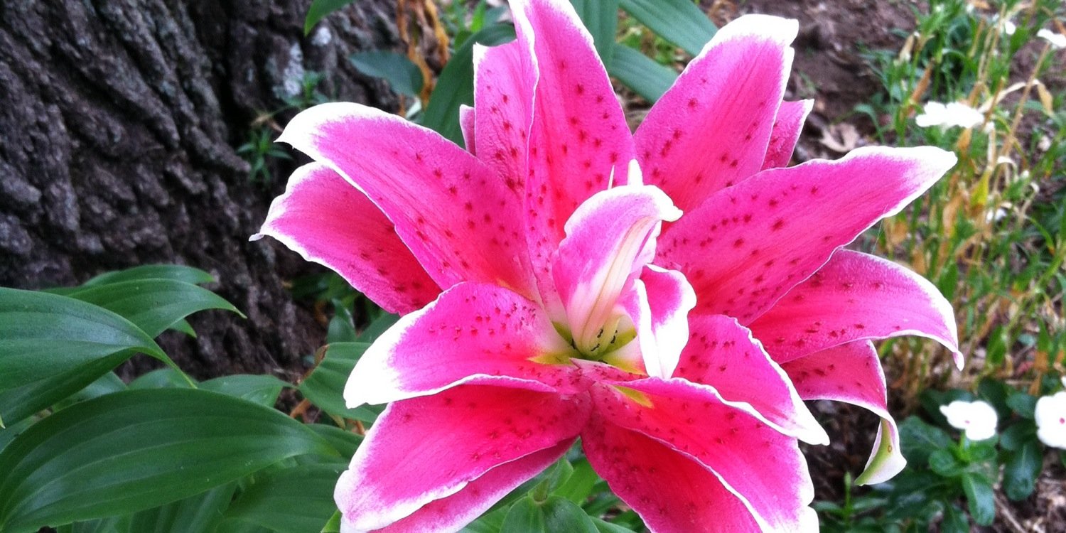 ToniLockhart's profile banner image