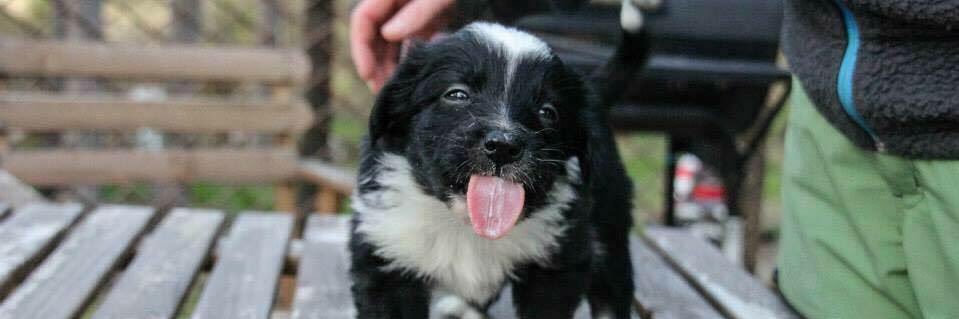 Julia Åström banner