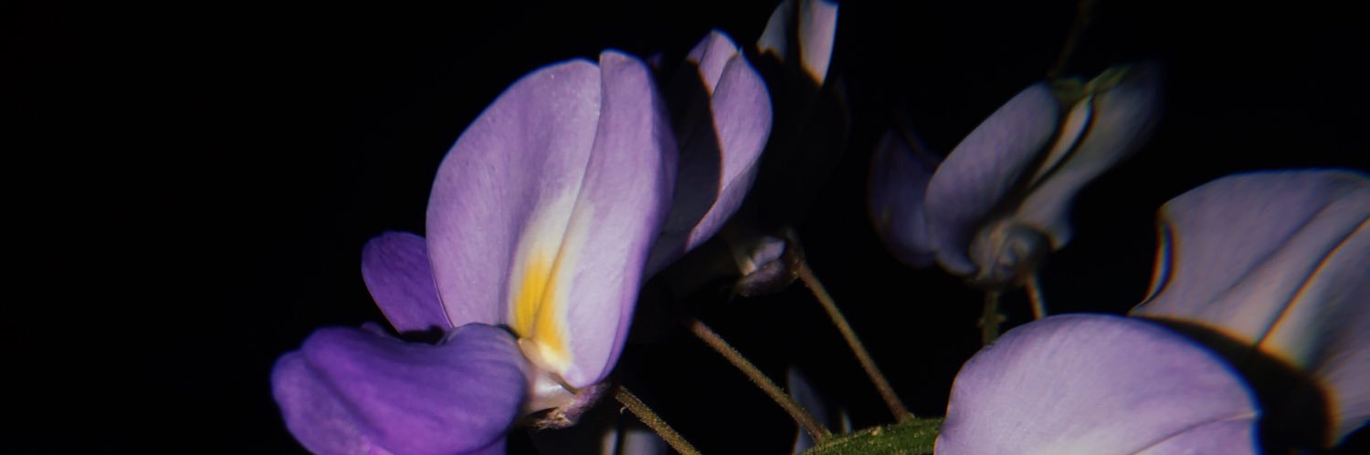 PhoebeHamilton1's profile banner image