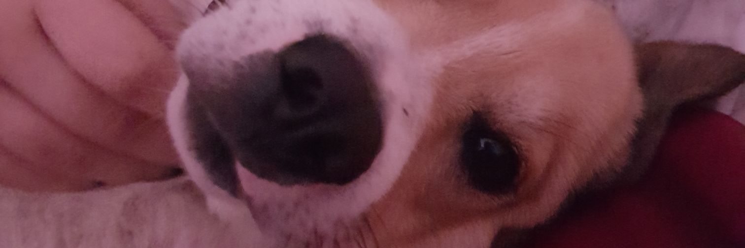 oreoleo27's profile banner image