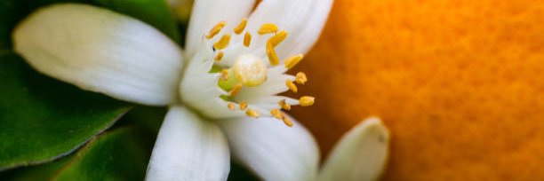 Dra. Isabel Guerrero-IG® ✨ banner