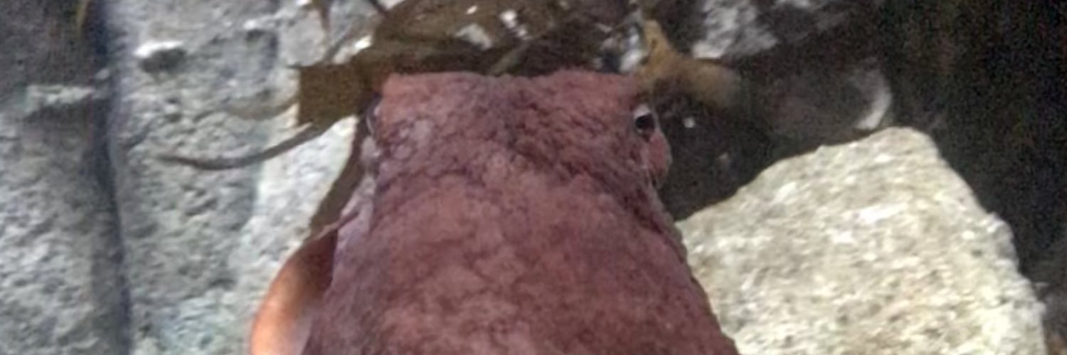 MaxwellPickles's profile banner image
