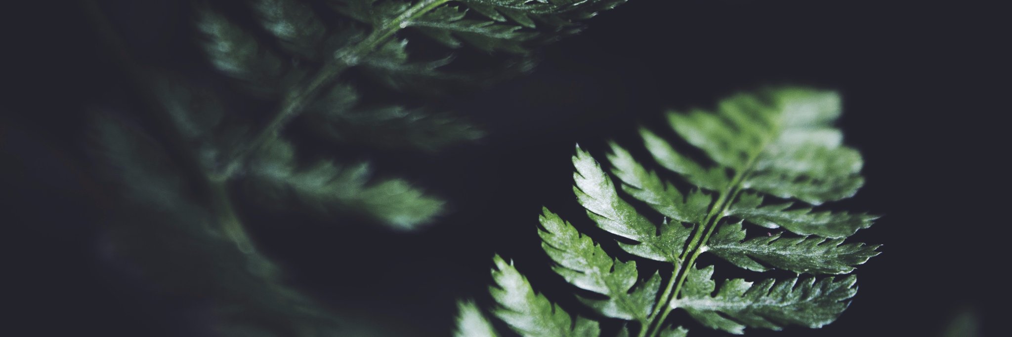 dijmiller's profile banner image