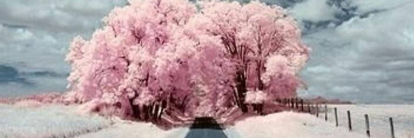 30roosa's profile banner image