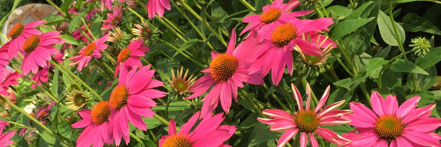 maluhnee's profile banner image