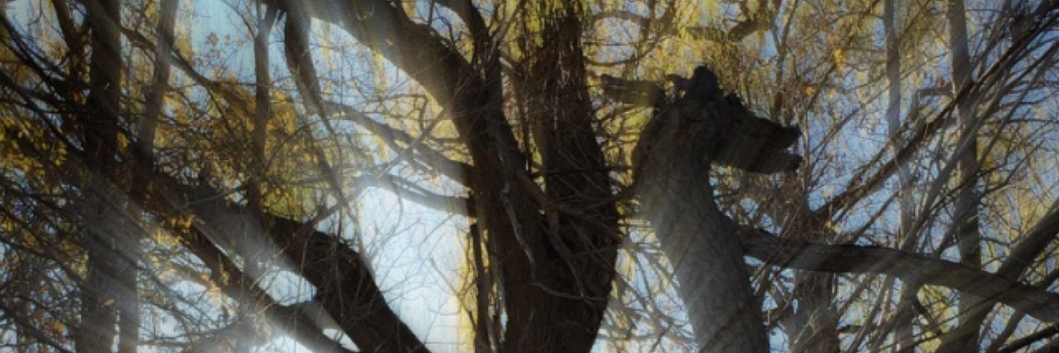 MarceloVelasco's profile banner image