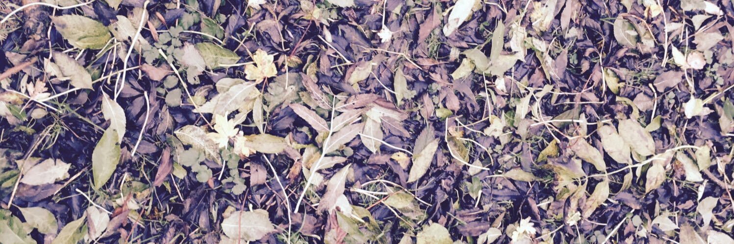 Louisa Beadel banner