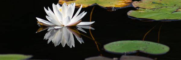 aleahmll Profile Banner