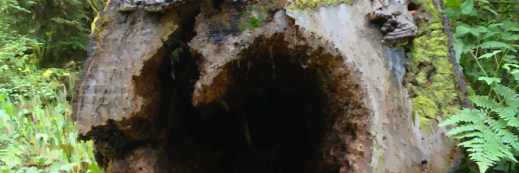 RadicalZephyr's profile banner image