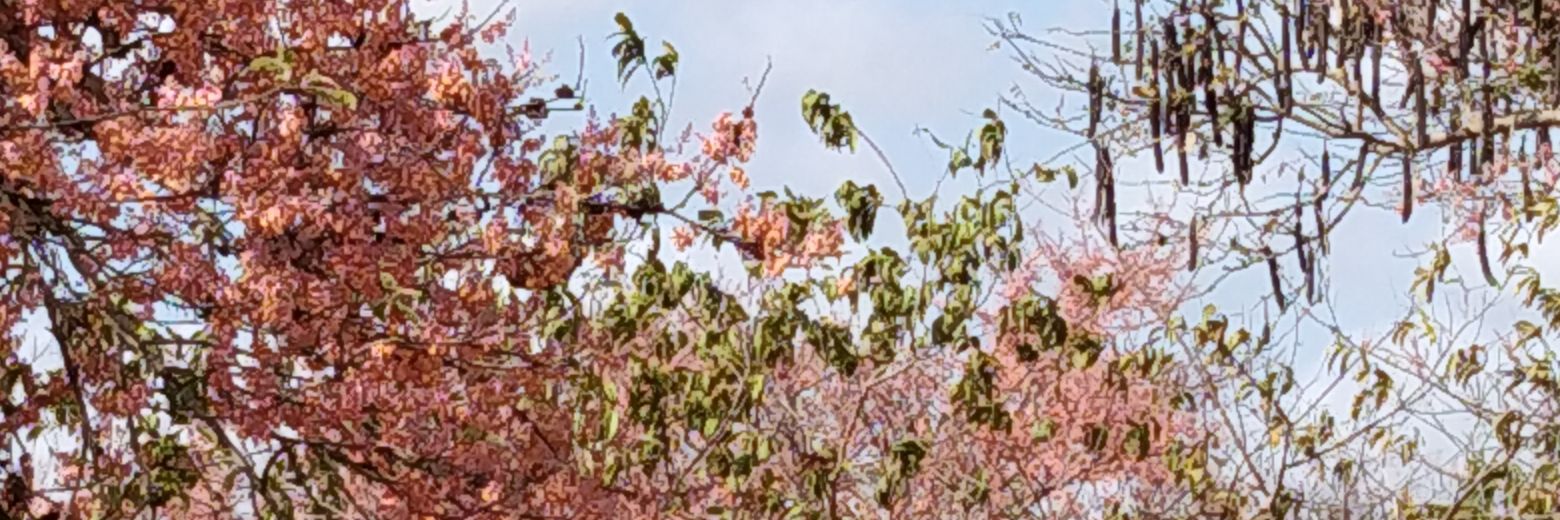 ElisamPaternina's profile banner image