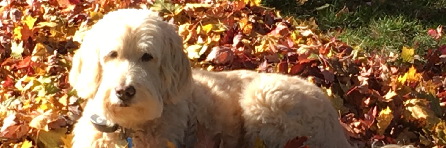 mpaigecasey's profile banner image