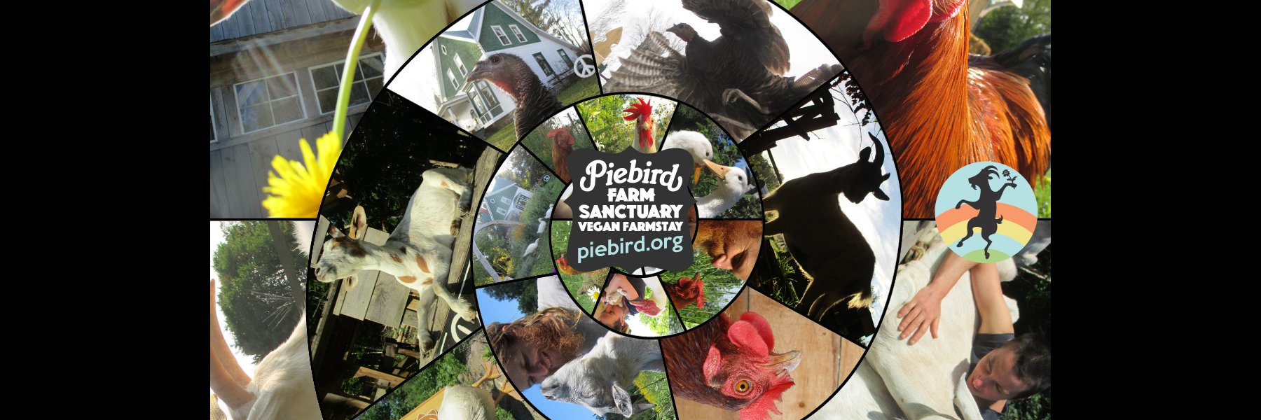 yan_piebird's profile banner image