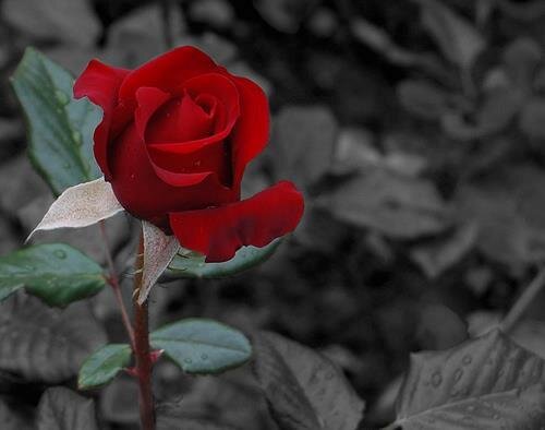 foronerose's profile banner image