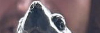 Canan Jones banner
