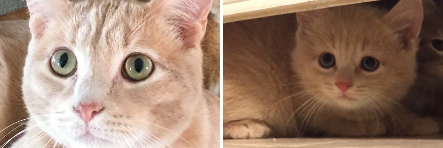 RachelWithCats's profile banner image