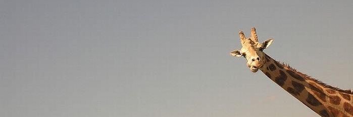 kellyarboleda2's profile banner image