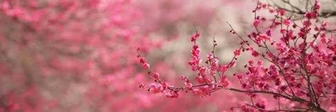 DestianaPtri's profile banner image