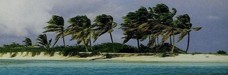 Tarxan banner