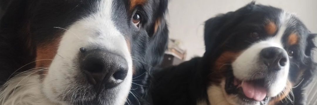 DTancho's profile banner image