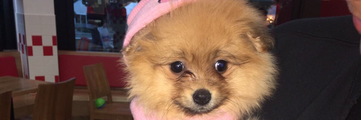 RachelHyland8's profile banner image