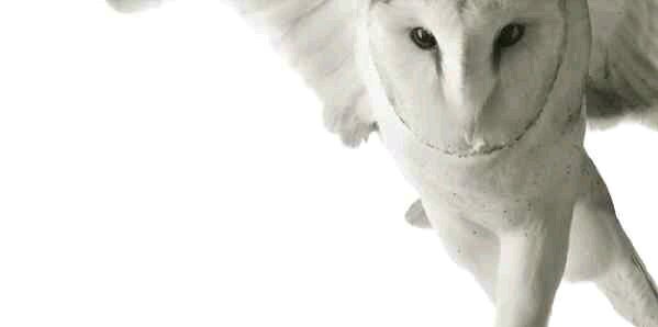 barock_89's profile banner image