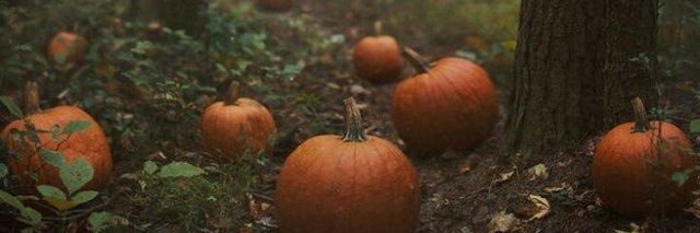 madisonpanunte's profile banner image