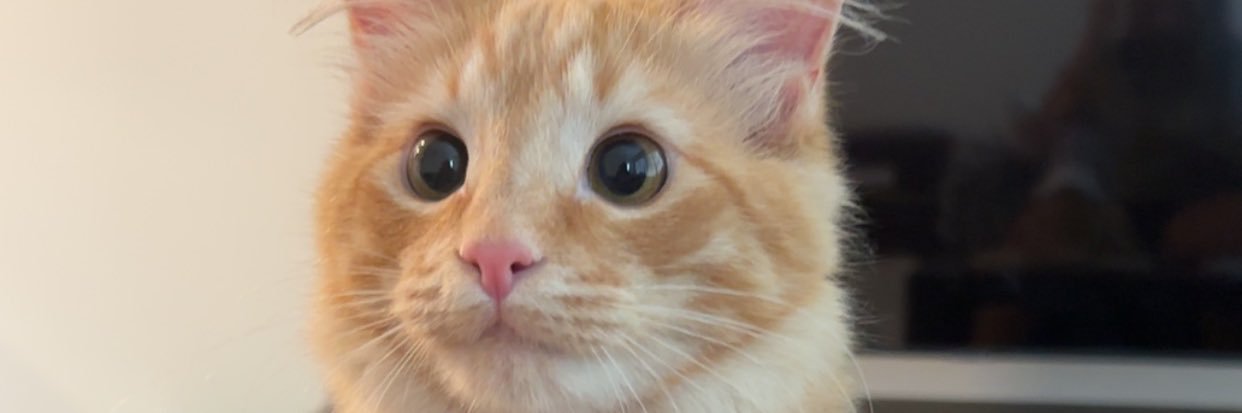 mechai09's profile banner image