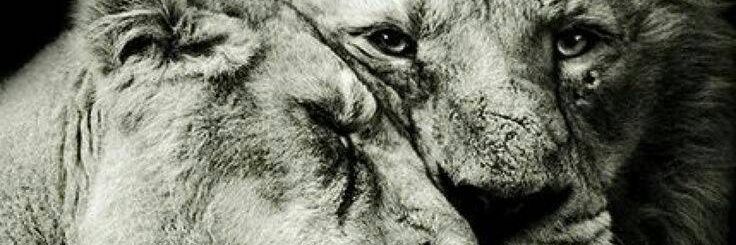 Simba_MrH's profile banner image