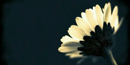 _lucyhidalgo's profile banner image
