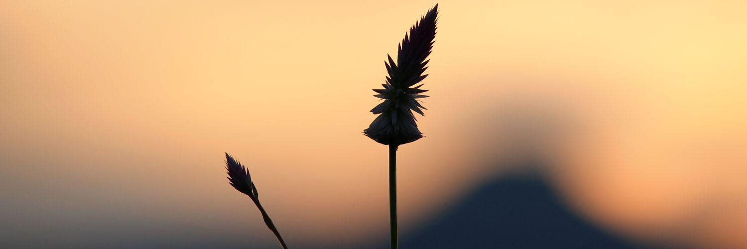 chaigokhale2012's profile banner image