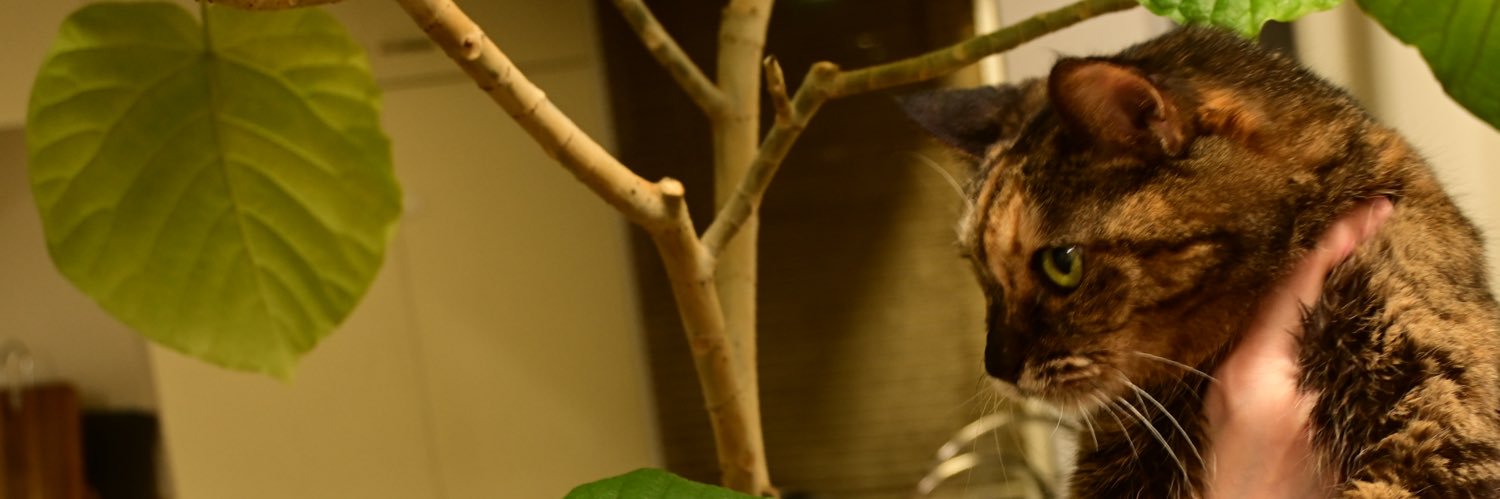 _caller's profile banner image