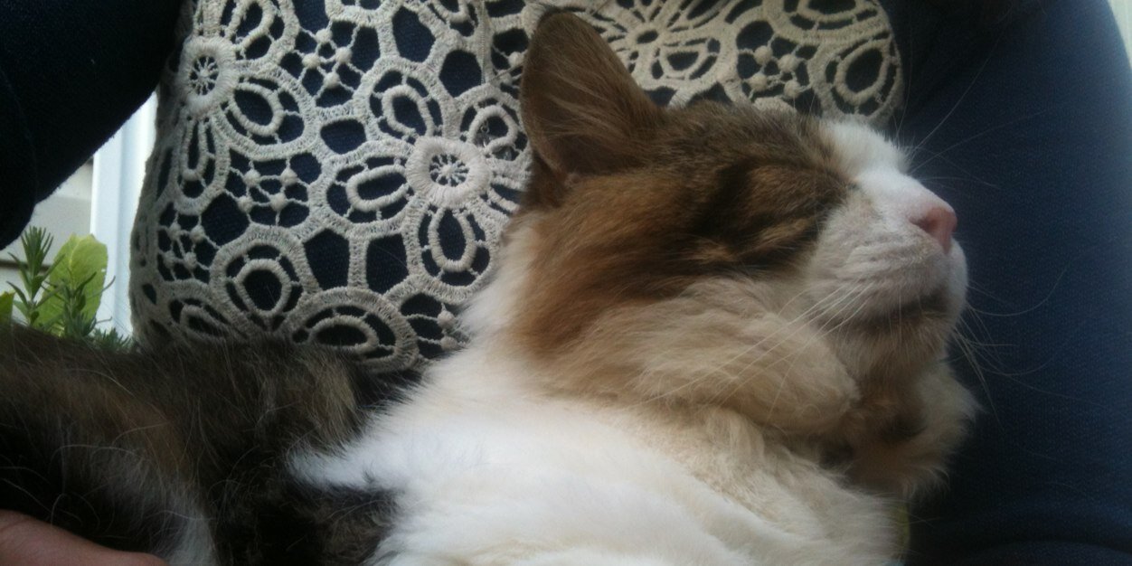 dooleycat's profile banner image