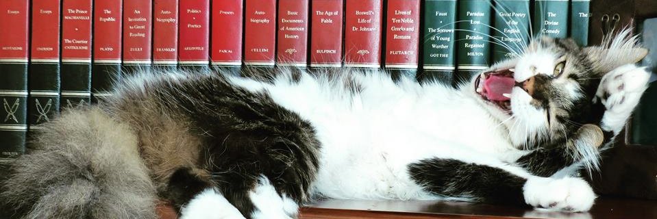 moonlightcat_13's profile banner image