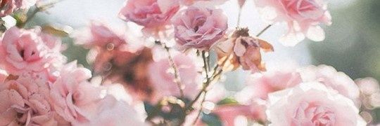 Alizi68's profile banner image