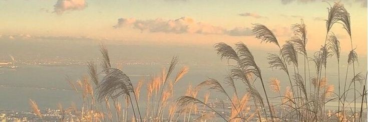 rara'🌵 banner