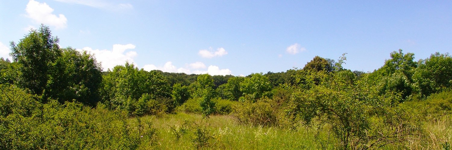 Hainichland's profile banner image