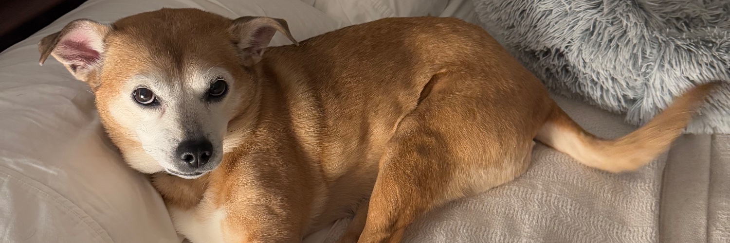 Peter Merelis banner