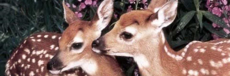 𝒮 banner