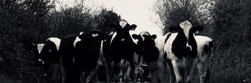 GracePrettyBird's profile banner image