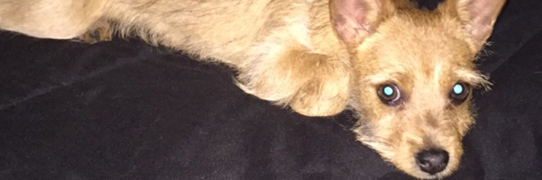 __deanBEAN's profile banner image