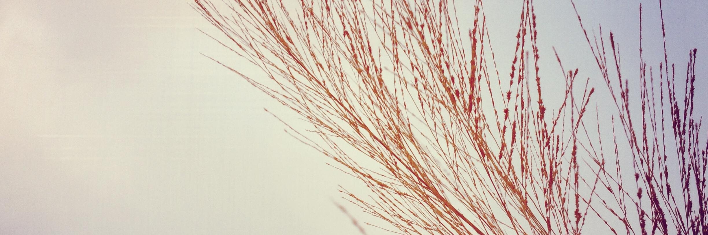 Zeniifleur's profile banner image