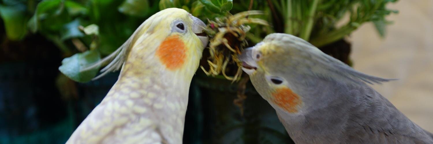 birdsBooksJapan's profile banner image