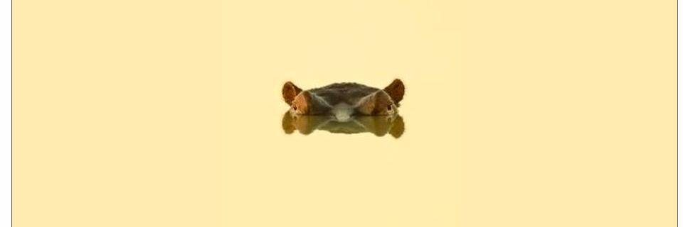 Eva_Croonen's profile banner image