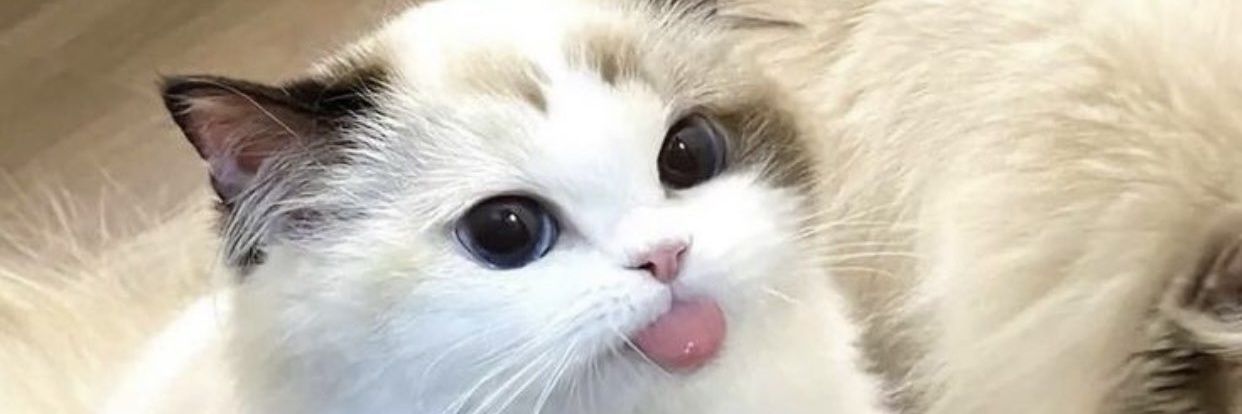 Mikeythecoolio's profile banner image