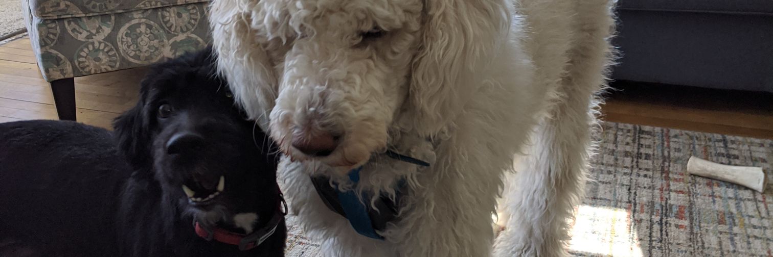 BoopitySchmoops's profile banner image